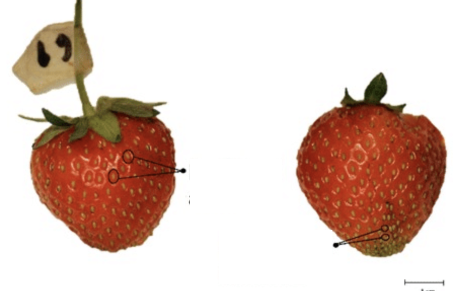 <p>Achene, a one-seeded, dry fruit that doesn't split open at maturity. Achenes are typically small and contain a single seed. What we typically call "seeds" in strawberries. </p>