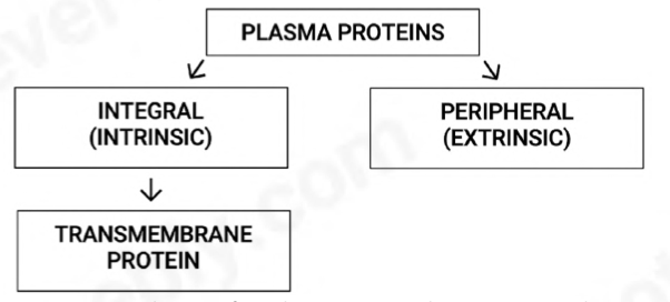 <ul><li><p><span>can be present inside or outside of the cell membrane i.e., intracellular, and extracellular</span></p></li><li><p><span>extracellular peripheral proteins –</span></p><p><span>communication, receptors, and recognition proteins</span></p></li><li><p><span>intracellular peripheral proteins- structural support, attached to the cytoskeleton of the cell</span></p></li></ul>