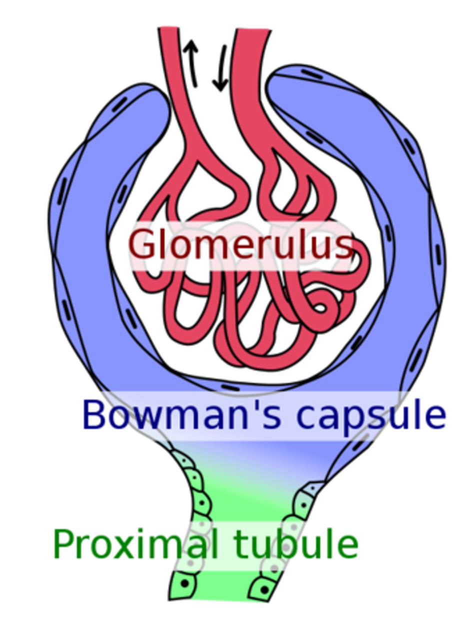 <p><span><strong><u>Internal layer is made of epithelial cells</u> </strong>that cling to the glomerular capillaries, forming a thin surface. The epithelial cells have openings that allow the filtered fluid from the blood to enter the capsular space insider the glomerular capsule. This fluid is now called a filtrate</span></p>