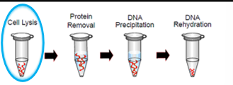 <ol><li><p>DNA extraction Step 1: Cell Lysis</p></li></ol><p></p>