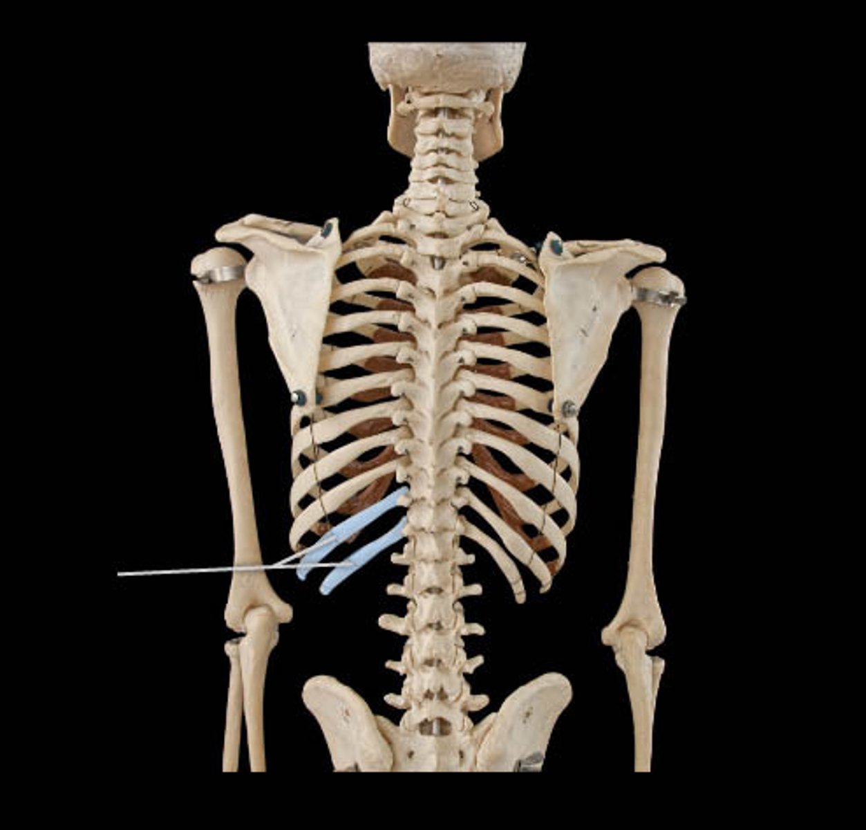 <p>Ribs 11-12, no attachment to sternum.</p>