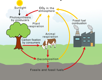 <p>the process in which carbon atoms continually travel from the atmosphere to the Earth and then back into the atmosphere</p>