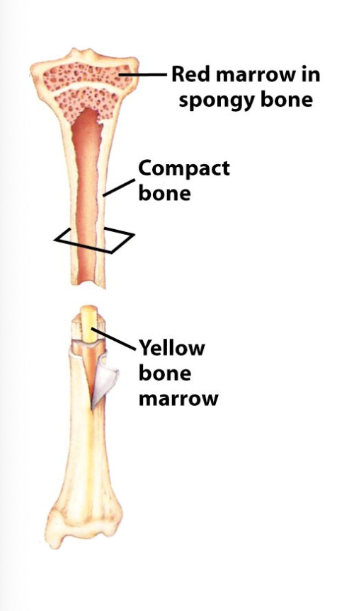 <p>Endothelium form capillary walls</p><p>nerves</p><p>red marrow (hematopoiesis)</p><p>yellow marrow (fat storage)</p>