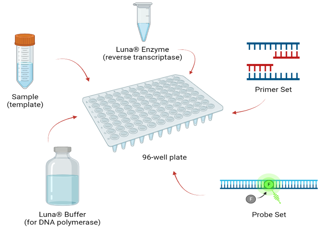 <ol><li><p>sample (template)</p></li><li><p>Luna Enzyme (reverse transcriptase)</p></li><li><p>Primer Set</p></li><li><p>Probe Set</p></li><li><p>Luna Buffer (DNA polymerase) </p></li></ol><p></p>