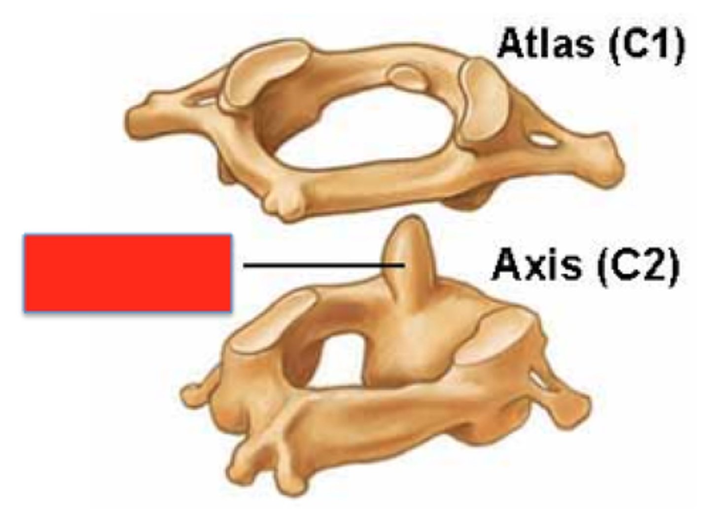 <p>Dens of C2 Axis to form the atlantoaxial joint</p>