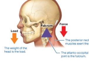 <p>Fulcrum in middle</p>