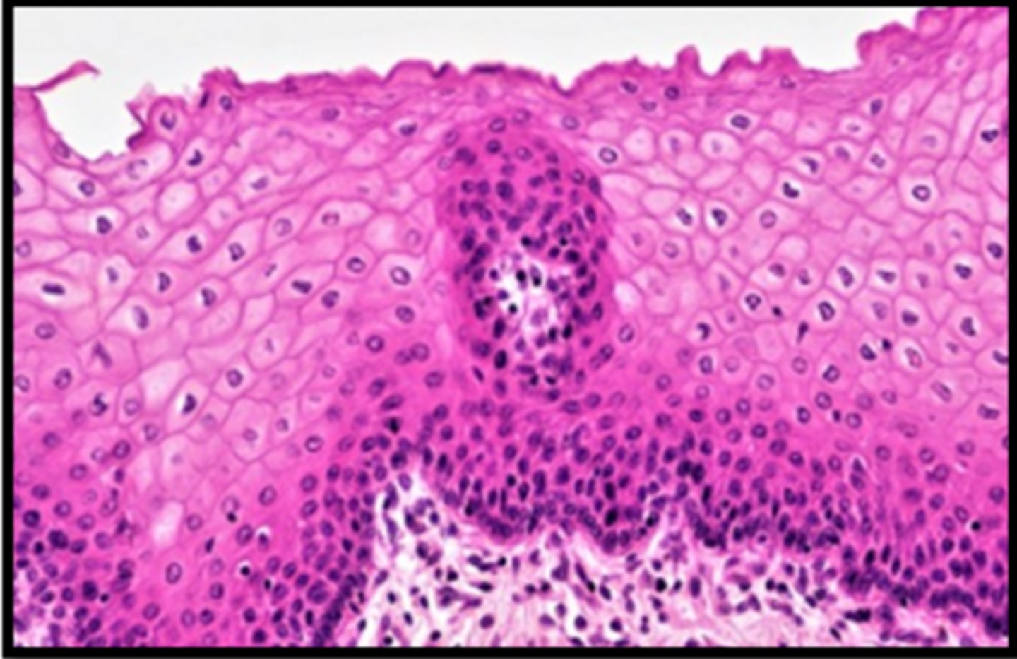 <p>Name this tissues location</p>