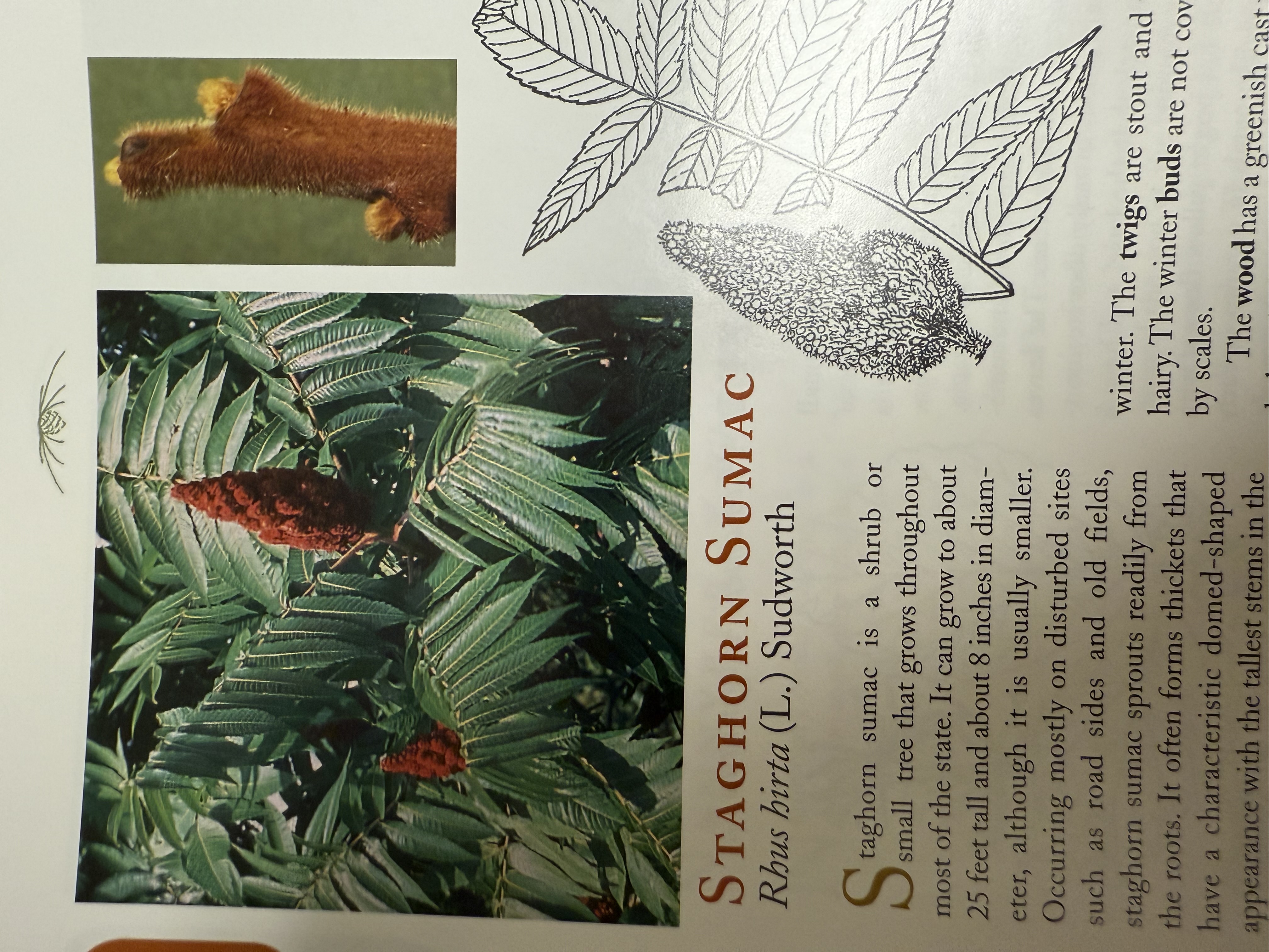 <p>Staghorn Sumac</p>