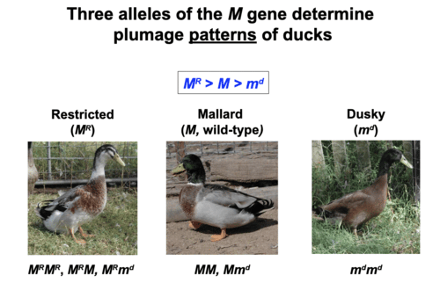 <p>_____________= Multiple alleles of a gene can exist in natural populations, in domesticated animals, and in lab strains</p>