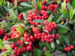 <p><span>Pyracantha coccinea cv. / Firethorn</span></p>
