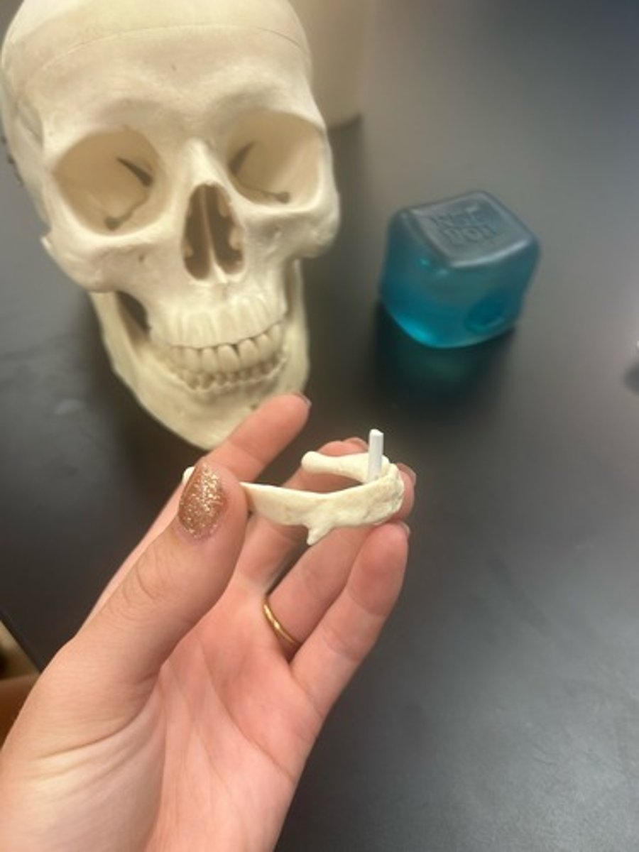 <p>name the bone</p>