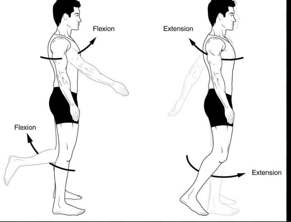 <p>moving one bone in relation to another so the joints angle decreases</p><p>AKA limb is retracted/folded, digit is bent, back is arched dorsally</p>