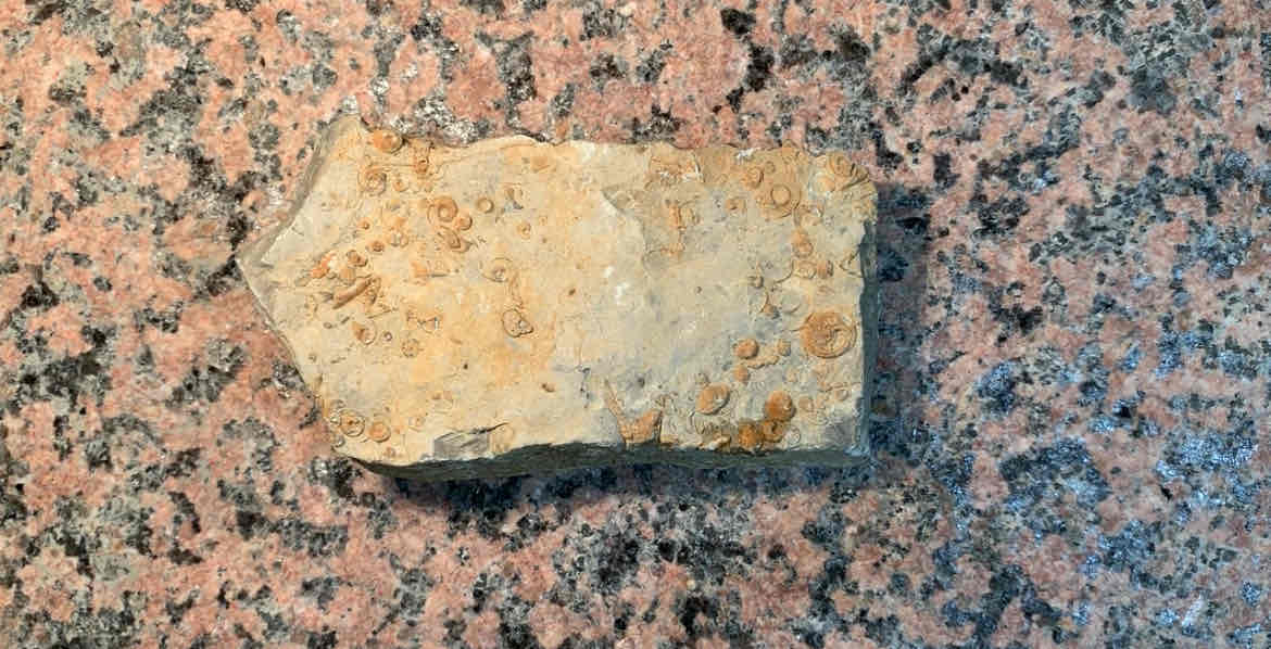 <p>what is rock add heat and pressure? </p><p>hint: reacts to acid . small fossils like snails for ex </p>