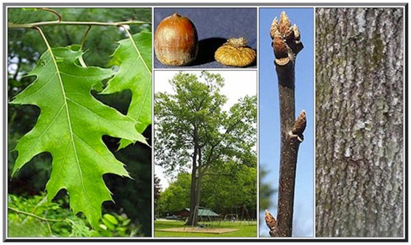 <p>Fagaceae Quercus rubra</p>
