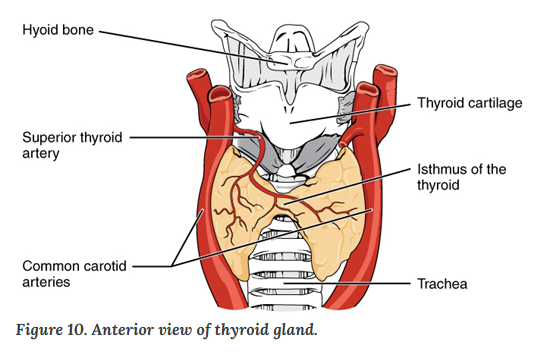 <ul><li><p>Hypothalamic thyrotropin-releasing hormone <strong>(TRH)</strong></p></li><li><p>Thyroid stimulating hormone <strong>(TSH)</strong> from the anterior pituitary</p></li></ul><p></p>