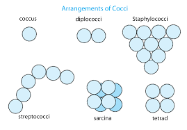 <p>Diplococci, streptococci, tetra, sarcinae, staphylococci</p>