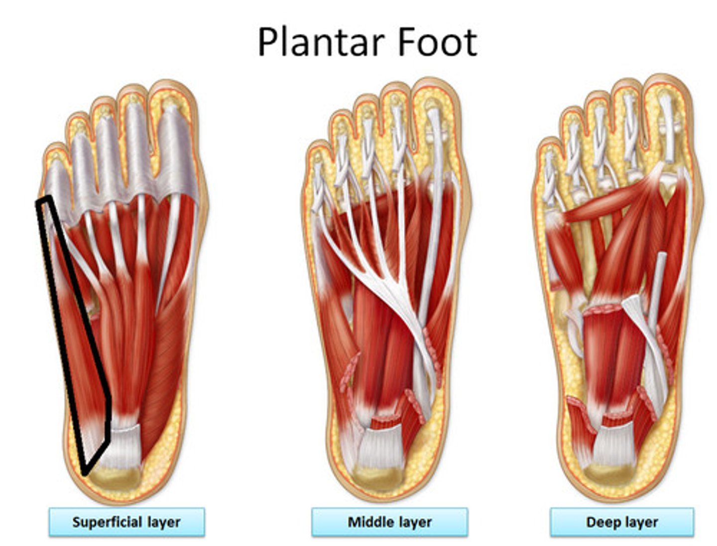 <p>Origin: calcaneal tuberosity</p><p>Insertion: base of proximal phalanx V and tuberosity of metatarsal V</p><p>Action: abducts and flexes digit V</p>