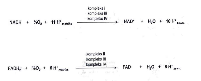 <p>10 dla NADH i 6 dla FADH2</p>