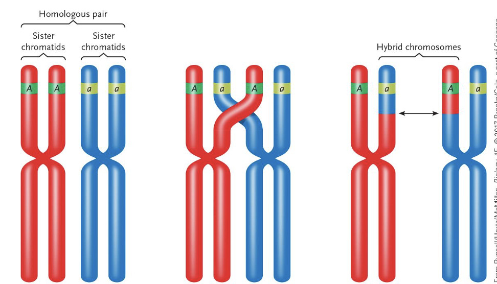 <p>Prophase I.</p><p>This process allows for genetic recombination between homologous chromosomes. </p>