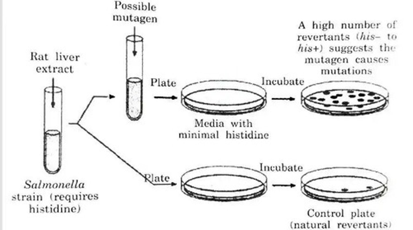 <p>The Ames test is a biological assay that assesses the mutagenic potential of chemical compounds using bacteria; auxotrophs cannot grow without specific nutrients, while prototrophs can.</p>