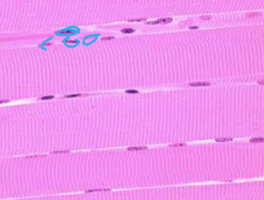 <p></p><p>what tissue is depicted in the image</p>