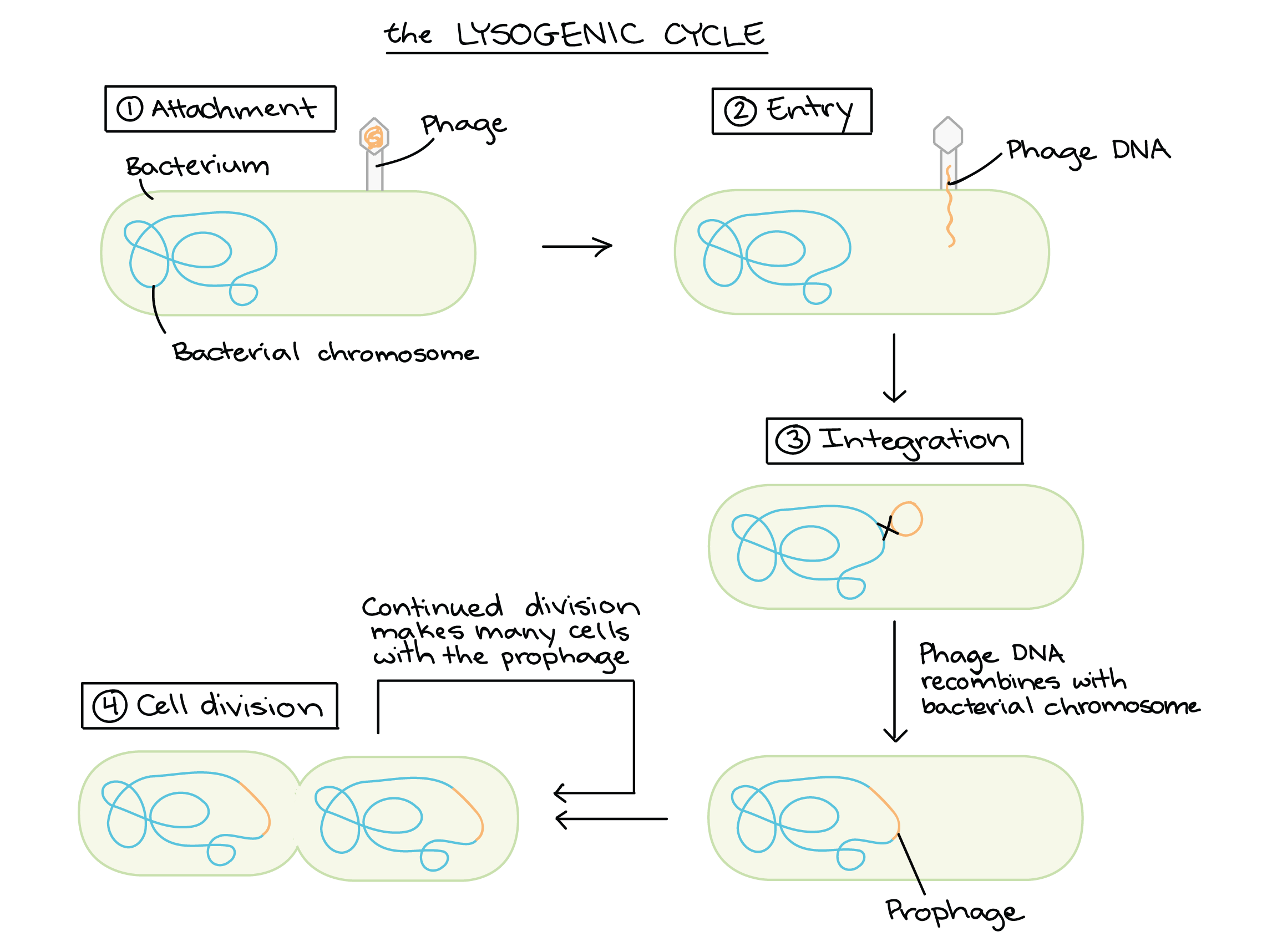 <ul><li><p><span>Allows a phage to reproduce without killing its host.</span></p></li><li><p>In the lysogenic cycle, the first two steps (attachment and DNA injection) occur just as they do for the lytic cycle. </p></li><li><p>However, once the phage DNA is inside the cell, it is not immediately copied or expressed to make proteins. </p><ul><li><p>Instead, it recombines with a particular region of the bacterial chromosome. This causes the phage DNA to be integrated into the chromosome.</p></li></ul></li><li><p>The integrated phage DNA, called a <strong>prophage</strong>, is not active: its genes aren't expressed, and it doesn't drive production of new phages. However, each time a host cell divides, the prophage is copied along with the host DNA</p></li></ul>