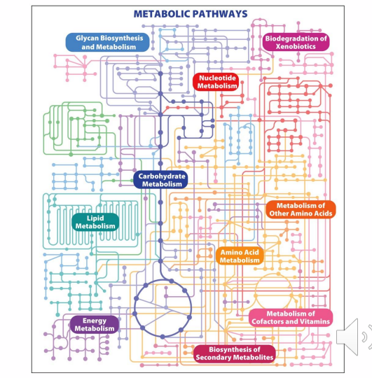 <p>- nucleotide metabolism</p><p>- carbohydrate metabolism</p><p>- energy metabolism</p><p>- neurotransmitter synthesis</p><p>- Metabolism of other cofactors (includiing other B vitamins)</p><p>- B vitamins serve as cofactors for many metabolic enzymes</p>