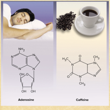 <p>caffeine competes with adenosine receptors because they have similar molecular structures so it combats sleep!</p>