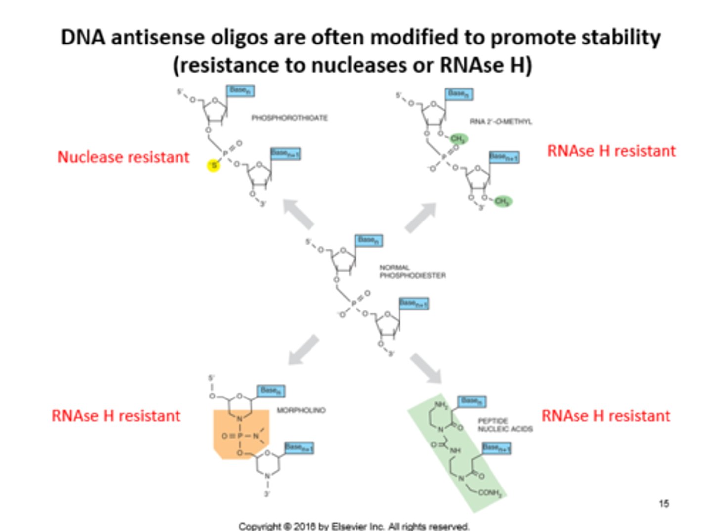 <p>nucleases</p><p>3 multiple choice options</p>