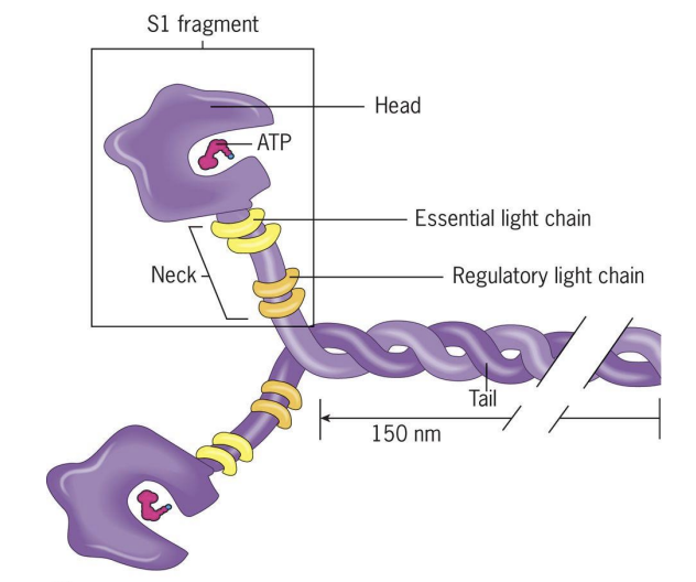 <p>Motors that move along F-actin towards the barbed (+) end and use ATP to drive movement.</p><p></p><p>Composed of 1 pair of heavy chains and 2 pairs of light chains.</p><p></p><p>Heavy chain has “head domain” = ATPhydrolysis domain (power generation) and actin binding region.</p>
