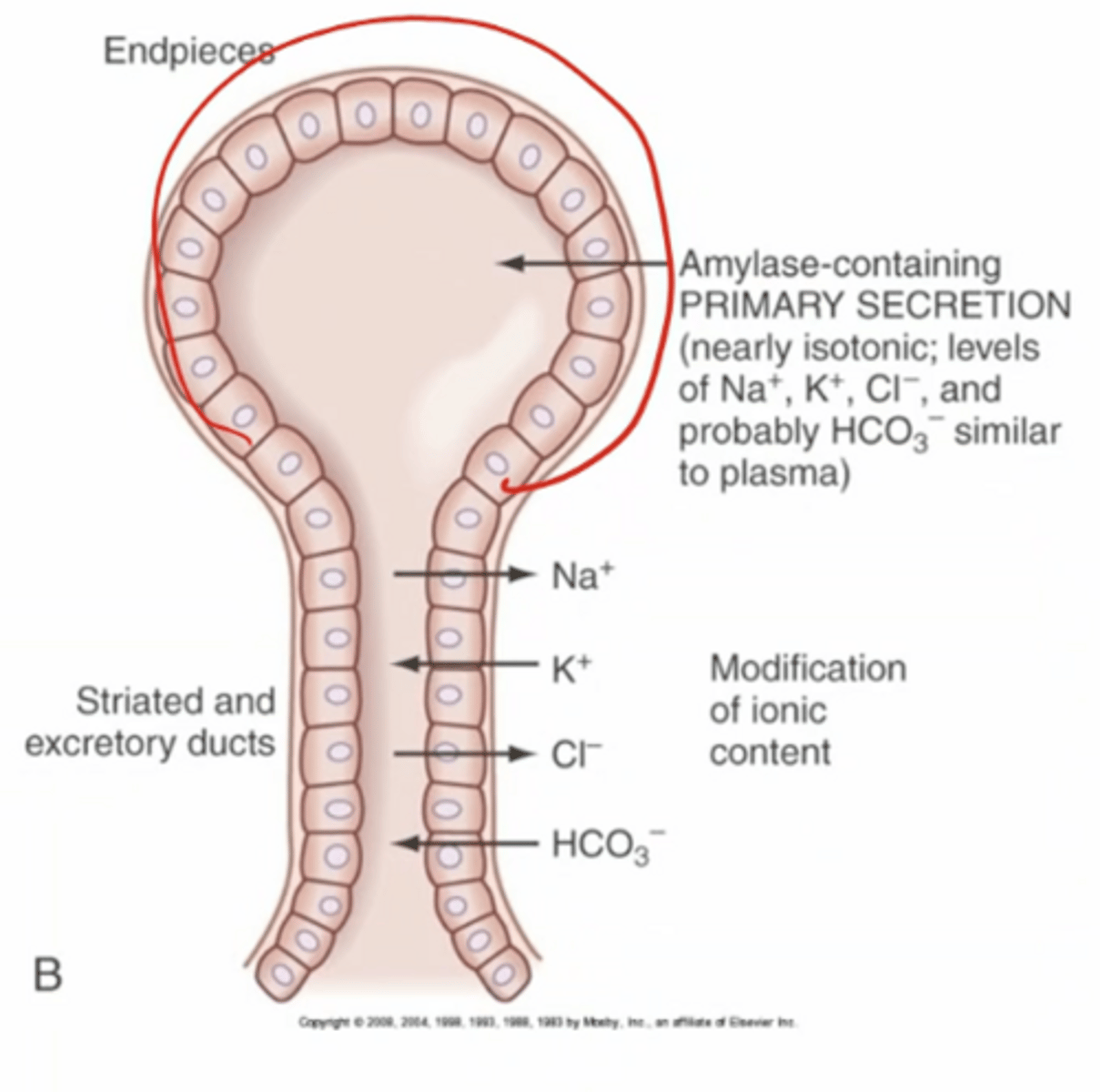 <p>secrete fluid that resembles extracellular fluid → high in Na and Cl, low in K and HCO3</p><p>found in the endpiece (bulbar part of the salivary gland)</p><p>K is found mostly intracellularly instead&nbsp;</p>