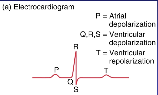 eletrical view of 3D heart

sum of total electrical activities

represents sum of multiple action potentials 

ECG v cardiac AP

1887 first ECG

3 major components:

* P wave: atrial depolarization/ contraction
* QRS complex: ventricular depolarization/ contraction
* T wave: ventricular repolarization

extracellular, whole heart: distinct PQRST peaks/troughs

intracellular, one cardiac muscle fiber: no P, combined QRS, and downwards T