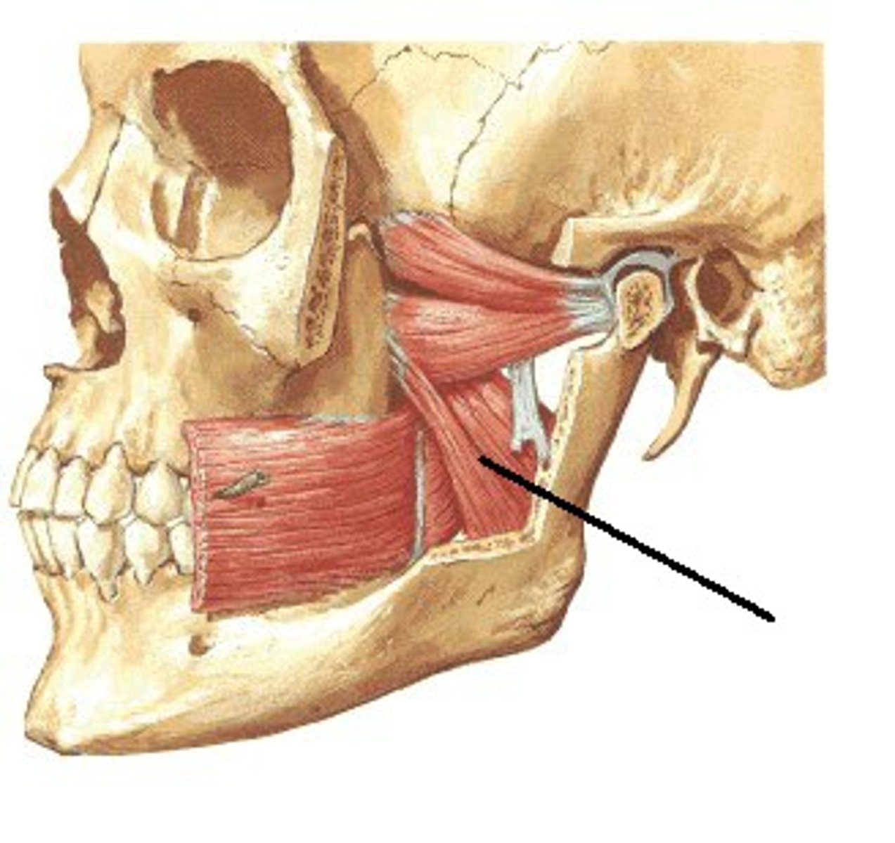 <p>Angle of mandible</p>