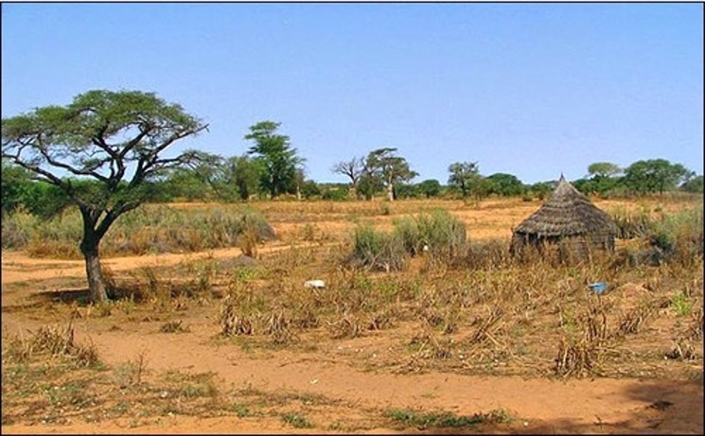 <p>Between the Tropics of Cancer and Capricorn. Savanna vegetation, tall grasses and woody trees. Rainfall is between 250-500mm/year. Unreliable crops due to climate, crops that are grown include millet, cowpea, cotton. Pastoral agriculture occurs, nomadic and rainfed due to lack of development in Sahel countries.</p>