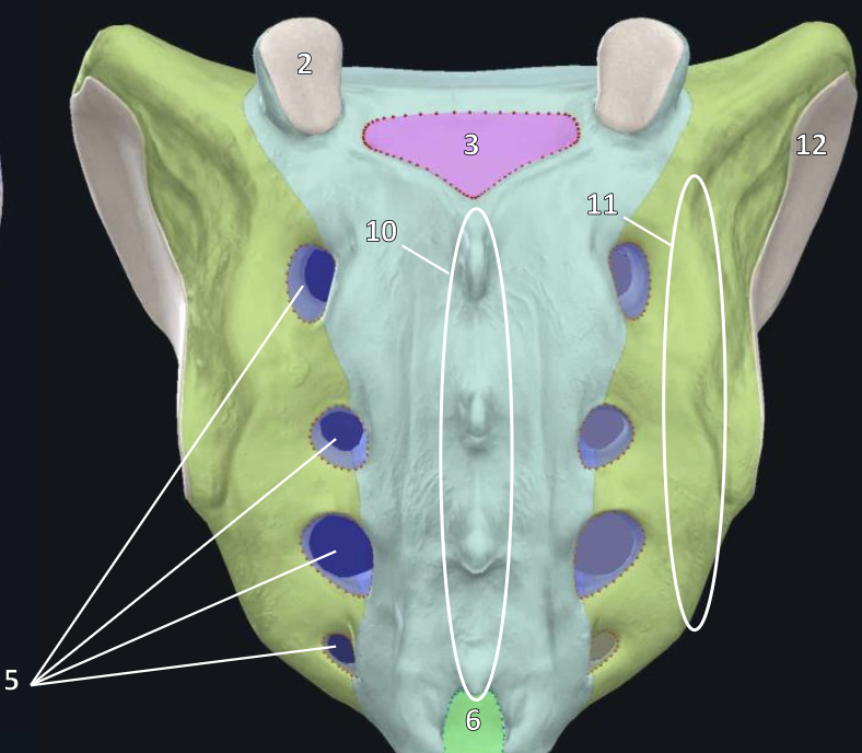 <p>name the bone and view</p>