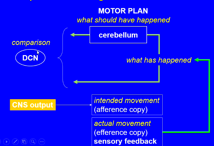 <ul><li><p>DCN sends an error signal to brain stem + thalamus if movement is not right</p></li></ul><p></p>