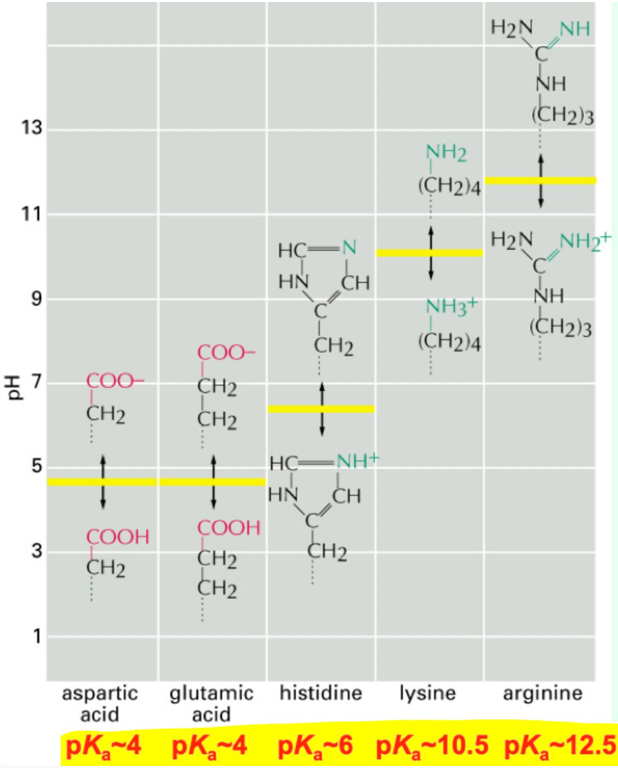 <p><strong>Arg</strong> = 12.5 <br><strong>Lys</strong> = 10.5 <br><strong>His</strong> = 6.0 <br><strong>Asp/Glu</strong> = 4.0</p>