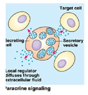 <ul><li><p>(“para” = beside)</p></li><li><p>messenger molecules are secreted by a signaling cell and these chemicals or <strong><em><u><mark data-color="yellow" style="background-color: yellow; color: inherit;">local regulators</mark></u></em></strong> travel short distances and stimulate nearby target cells</p></li><li><p>Examples:</p><ul><li><p><strong><u><mark data-color="yellow" style="background-color: yellow; color: inherit;">Growth factors</mark></u></strong> that stimulate neighboring cells to grow and divide</p></li><li><p><strong><u><mark data-color="yellow" style="background-color: yellow; color: inherit;">Nitric Oxide (NO)</mark></u></strong> causes local vasodilation</p></li><li><p><strong><u><mark data-color="yellow" style="background-color: yellow; color: inherit;">Cytokines (interferon)</mark></u></strong> during immune responses signal local cells (They stimulate the movement of cells towards sites of inflammation infection and trauma.)</p></li></ul></li></ul><p></p>