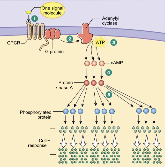 <p>Hydrosoluble → cell membrane action</p>