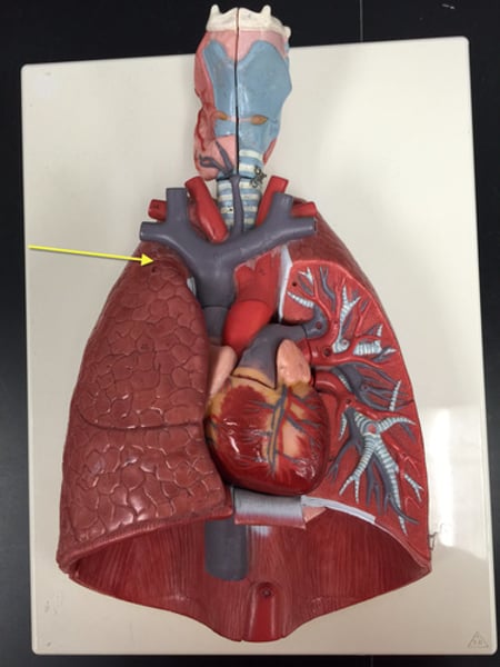 <p>That is the area at the top of the lung called?</p>