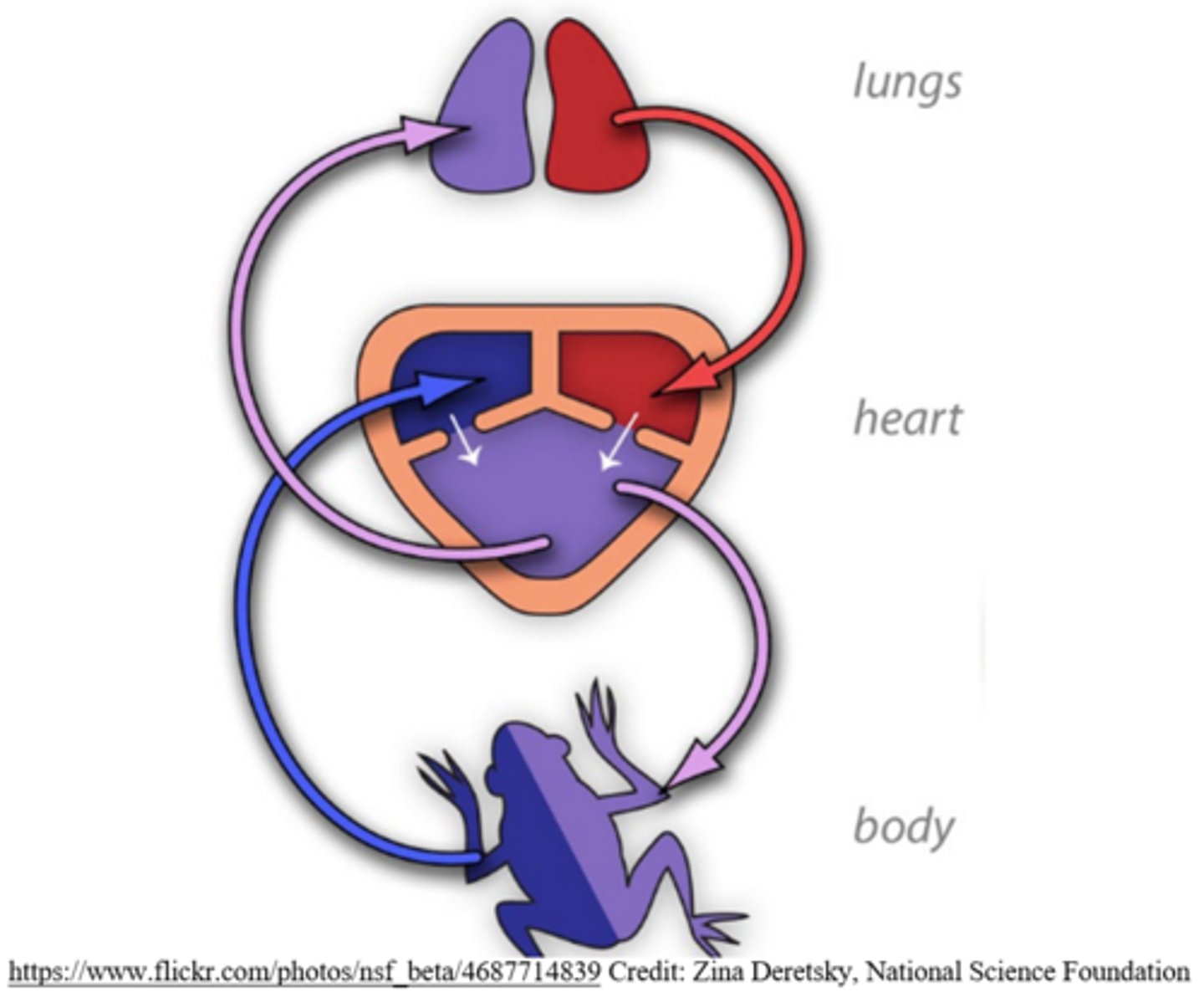 <p>right and left atrium; single ventricle</p>