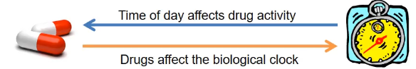 <ul><li><p>manner and extent to which kinetics and dynamics of medication affected by endogenous biological rhythms </p></li><li><p>dosing time of meds affects biological timekeeping and features</p></li></ul>