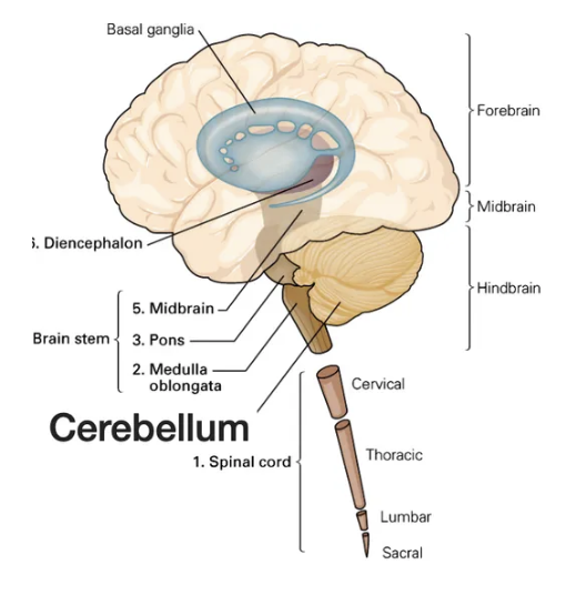 <p>sensory information from the spinal cord, balance from vestibular organs in the inner ear, and sensory information from the cortex</p>
