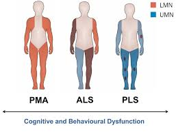 <p>What does PMA stand for?</p>