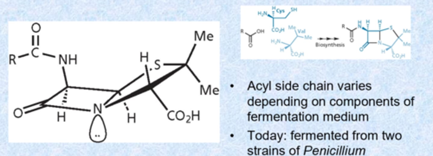 <p>- biosynthesis: derives from cysteine and valine</p><p>- acyl side chain varies depending on components of fermentation medium (most analoged)</p><p>- today: fermented from two strains of penicillium</p><p>- dipeptide amino acid mimics D amino acid configuration (most are L configuration) - gives the compound low toxicity because we do not have a lot of things that recognize D amino acids (safe)</p>