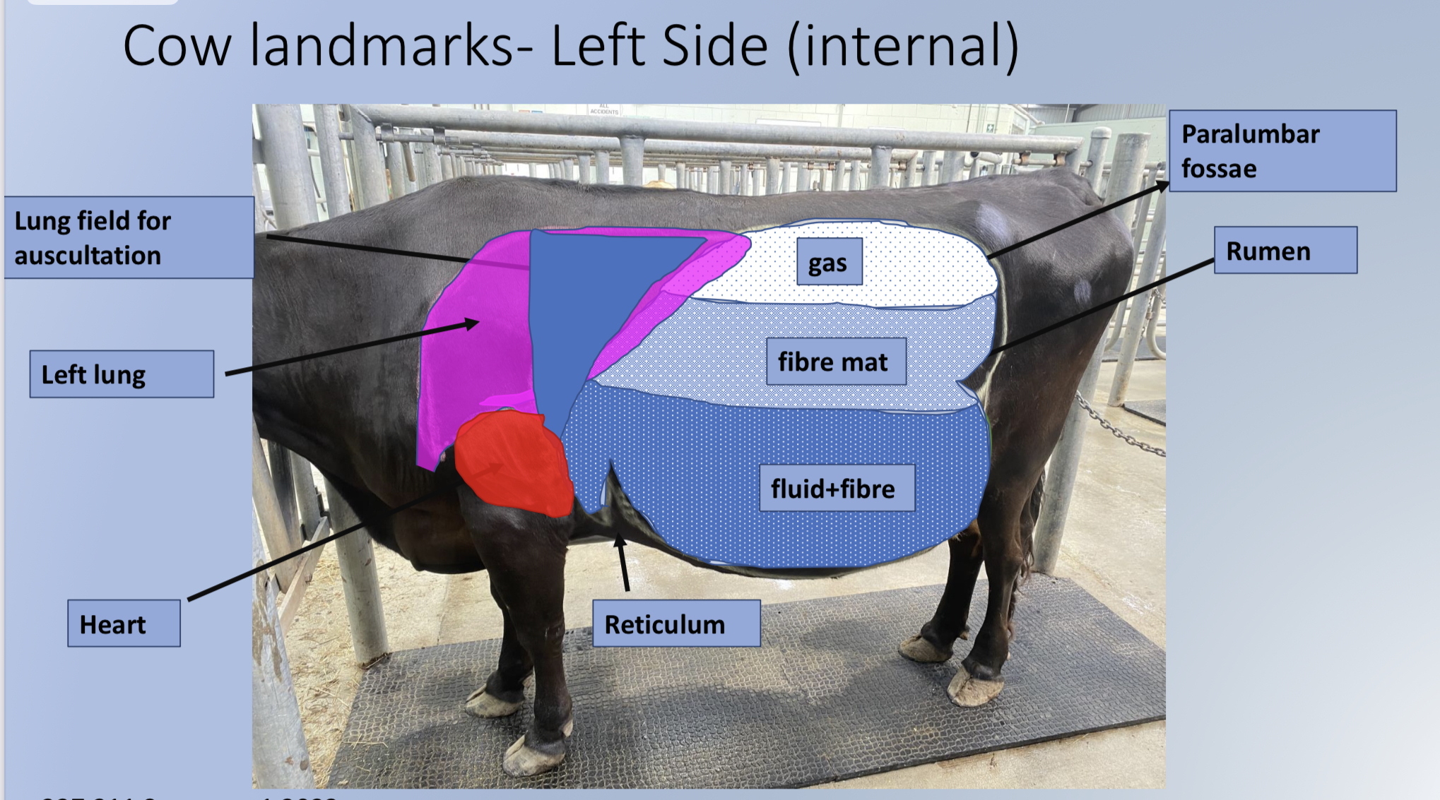* RUMEN: gas, fibre mat, fluid + fibre 
* reticulum 
* lung 
* heart 