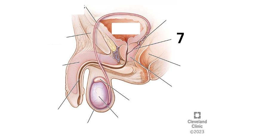 <p>Identity this male reproductive system (marked with 7)</p>