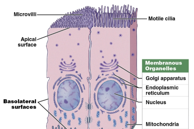 <ul><li><p>Provide physical protection</p></li></ul><p>protect surfaces from abrasion, dehydration, or destruction by chemical or biological agents</p><ul><li><p>Control permeability</p><p>most epithelia are capable of selective absorption or secretion</p><p>epithelial barrier can be modified in response to stimuli (ex: calluses)</p></li><li><p>Provide sensation</p><p>specialized epithelial cells, detect changes in environment (ex: touch receptors)</p></li><li><p>Neuroepithelium</p></li></ul><p>sensory epithelium found in special sense organs</p><p>produce specialized secretions</p><ul><li><p>glandular epithelial cells produce secretions</p></li></ul><p></p>