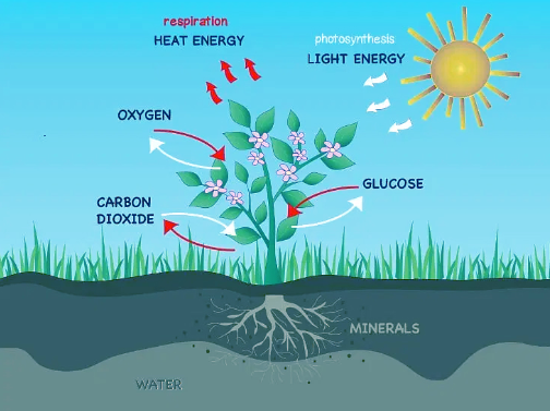 <p><em><span>Oxygen from the air enters the leaf through stomata and reaches all the cells by the process of diffusion. The plant then uses the carbon dioxide for nutrition and releases oxygen.</span></em></p>