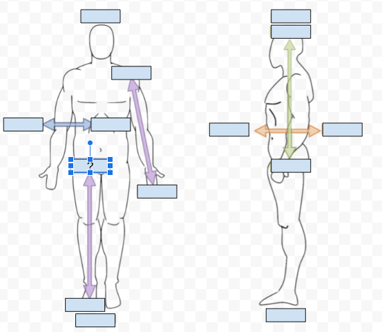 <p>What Directional term is covered by the Question Mark?</p>